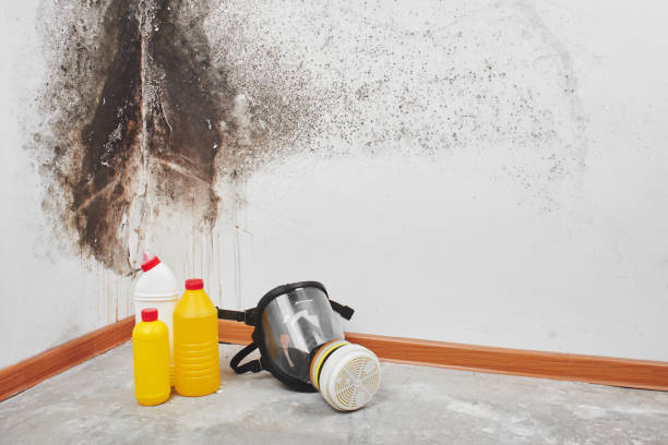 Best Mold Inspection  in Lemoore, CA