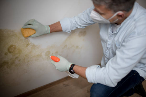 Mold Removal and Inspection in Lemoore, CA