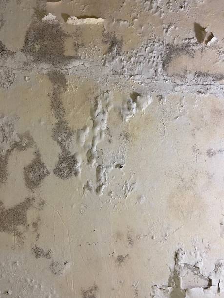 Best Black Mold Removal  in Lemoore, CA