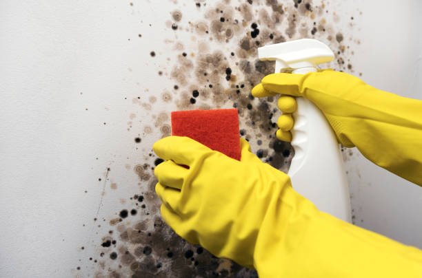 Best Mold Removal Company Near Me  in Lemoore, CA